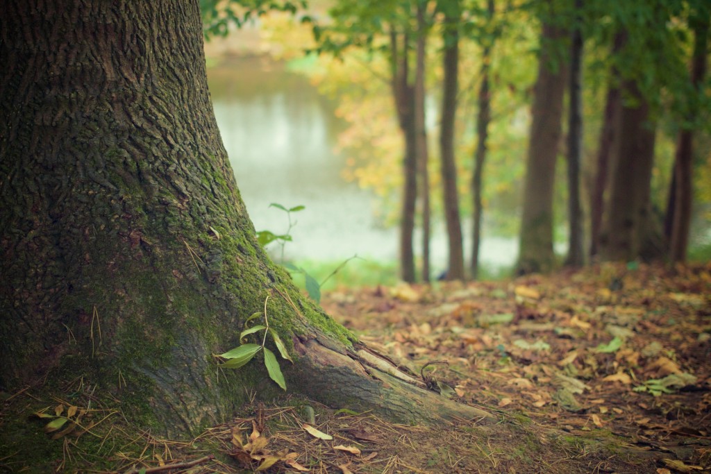 nature-forest-moss-leaves